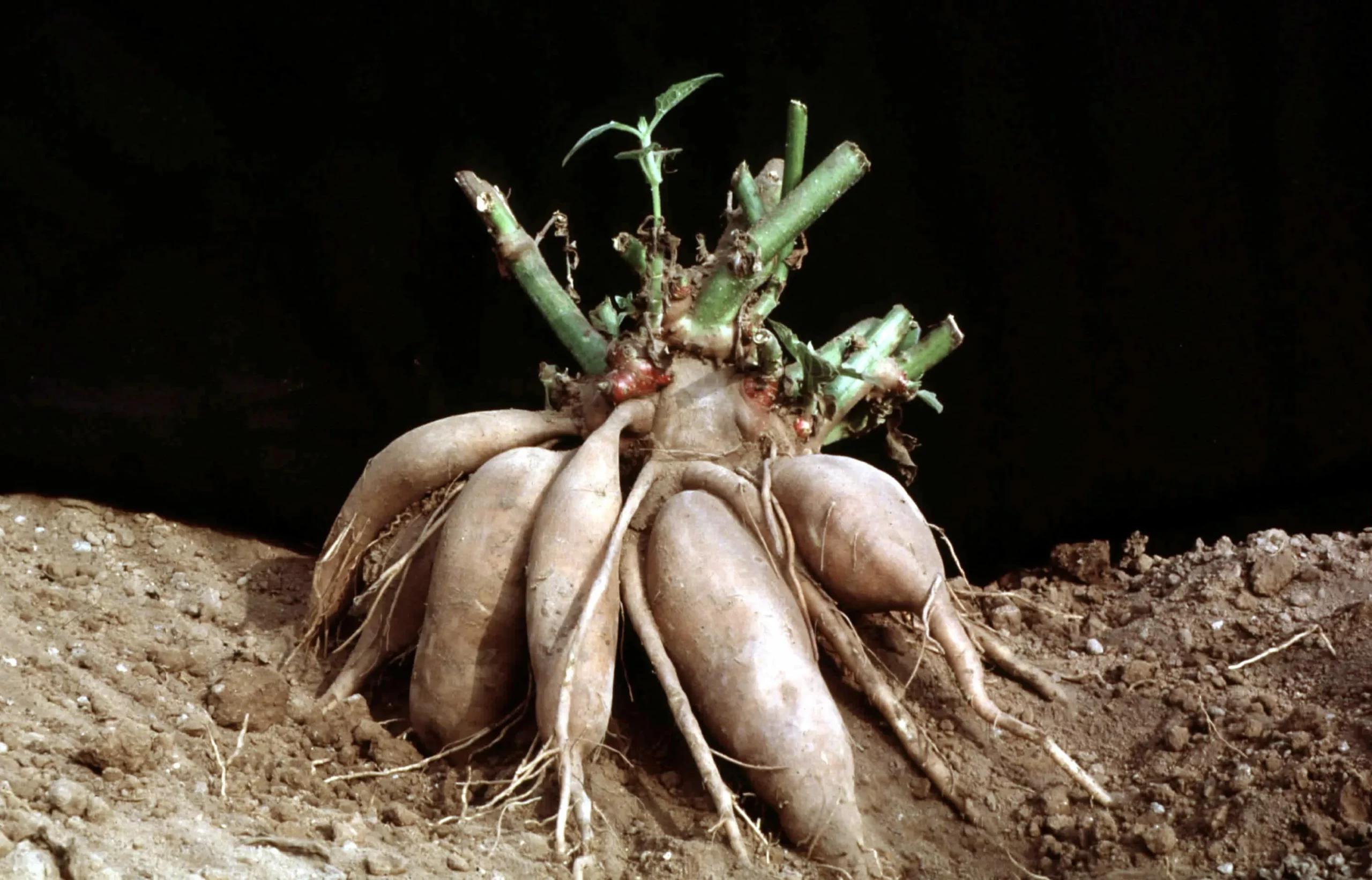 Георгин Ориент